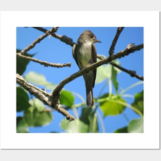 Eastern Wood-Pewee No.1 Posters and Art